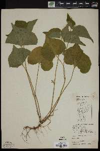 Viola canadensis var. rugulosa image