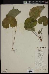 Viola canadensis var. rugulosa image