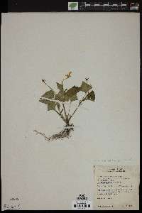 Viola scabriuscula image