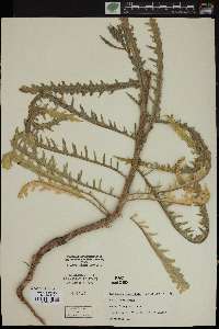 Mentzelia decapetala image