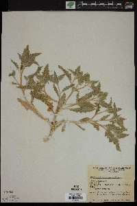 Mentzelia reflexa image