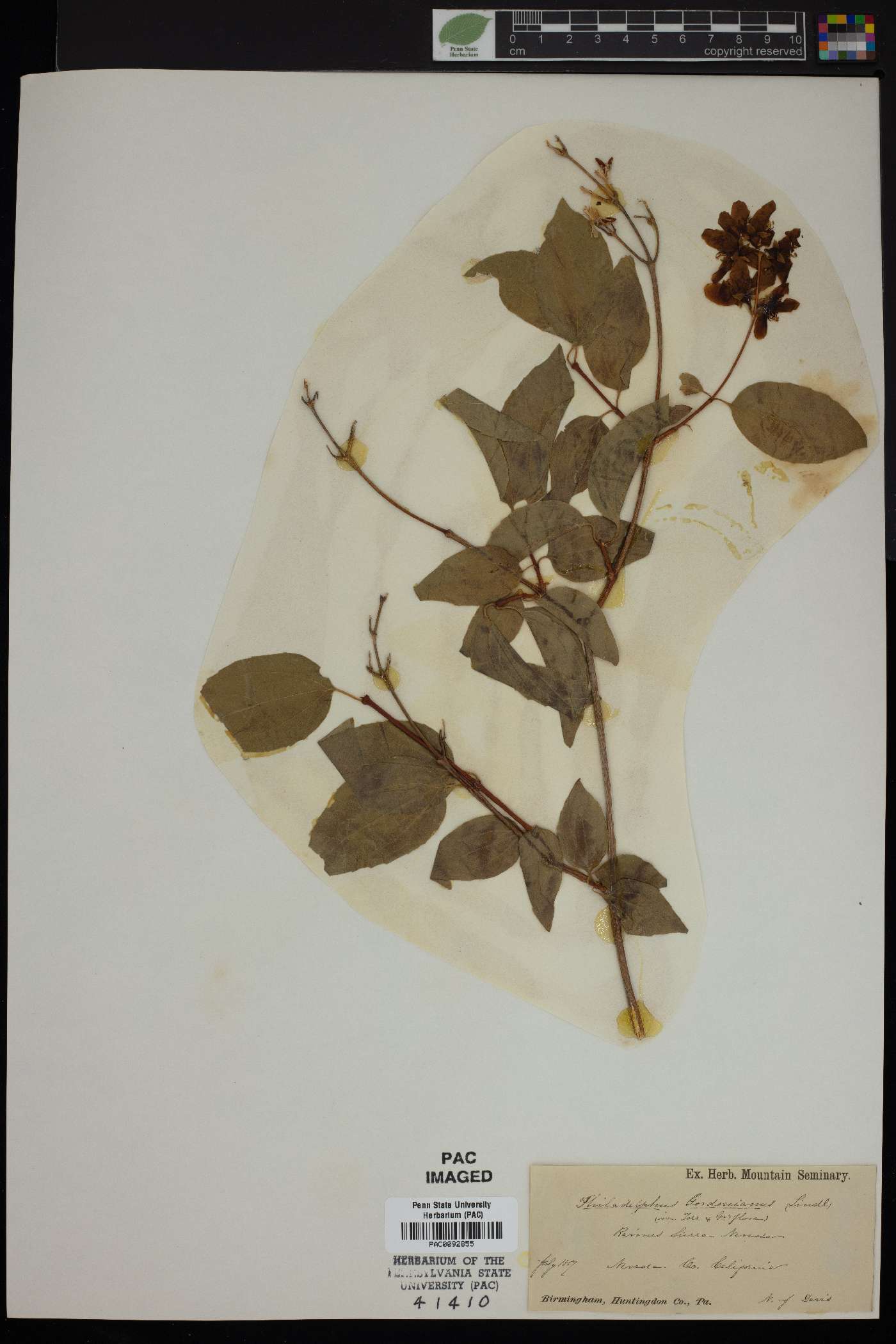 Philadelphus lewisii image