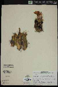 Hamatocactus setispinus image
