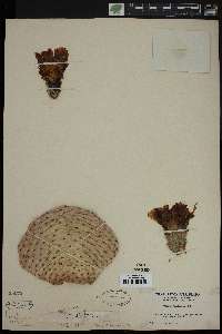 Opuntia basilaris image