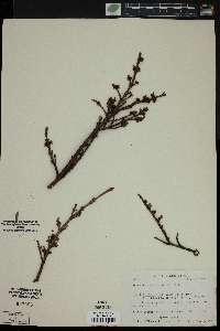 Shepherdia canadensis image