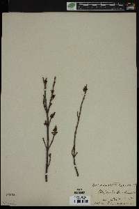 Shepherdia canadensis image