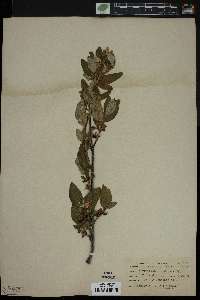 Shepherdia canadensis image