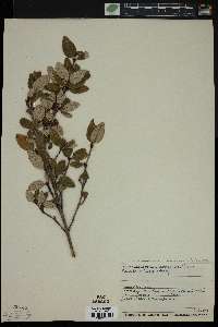 Shepherdia canadensis image