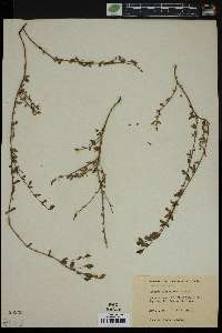 Lythrum flagellare image