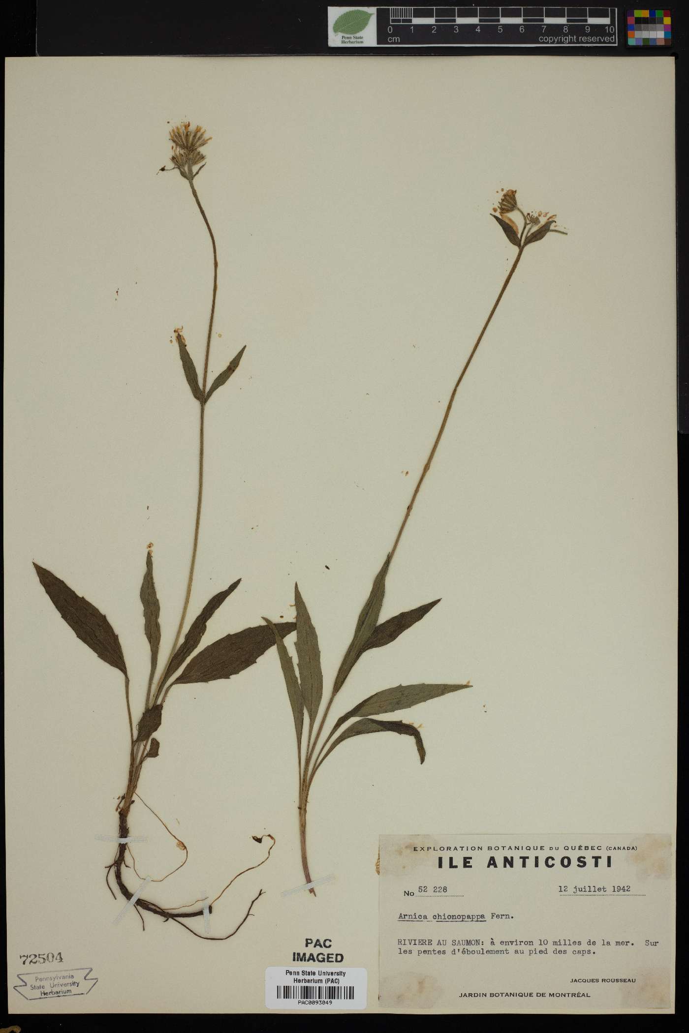 Arnica chionopappa image