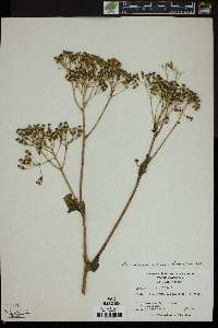 Arnoglossum atriplicifolium image