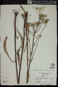 Arnoglossum ovatum image