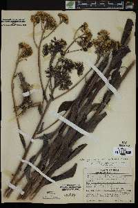 Arnoglossum ovatum image