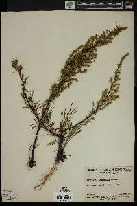 Artemisia canadensis image