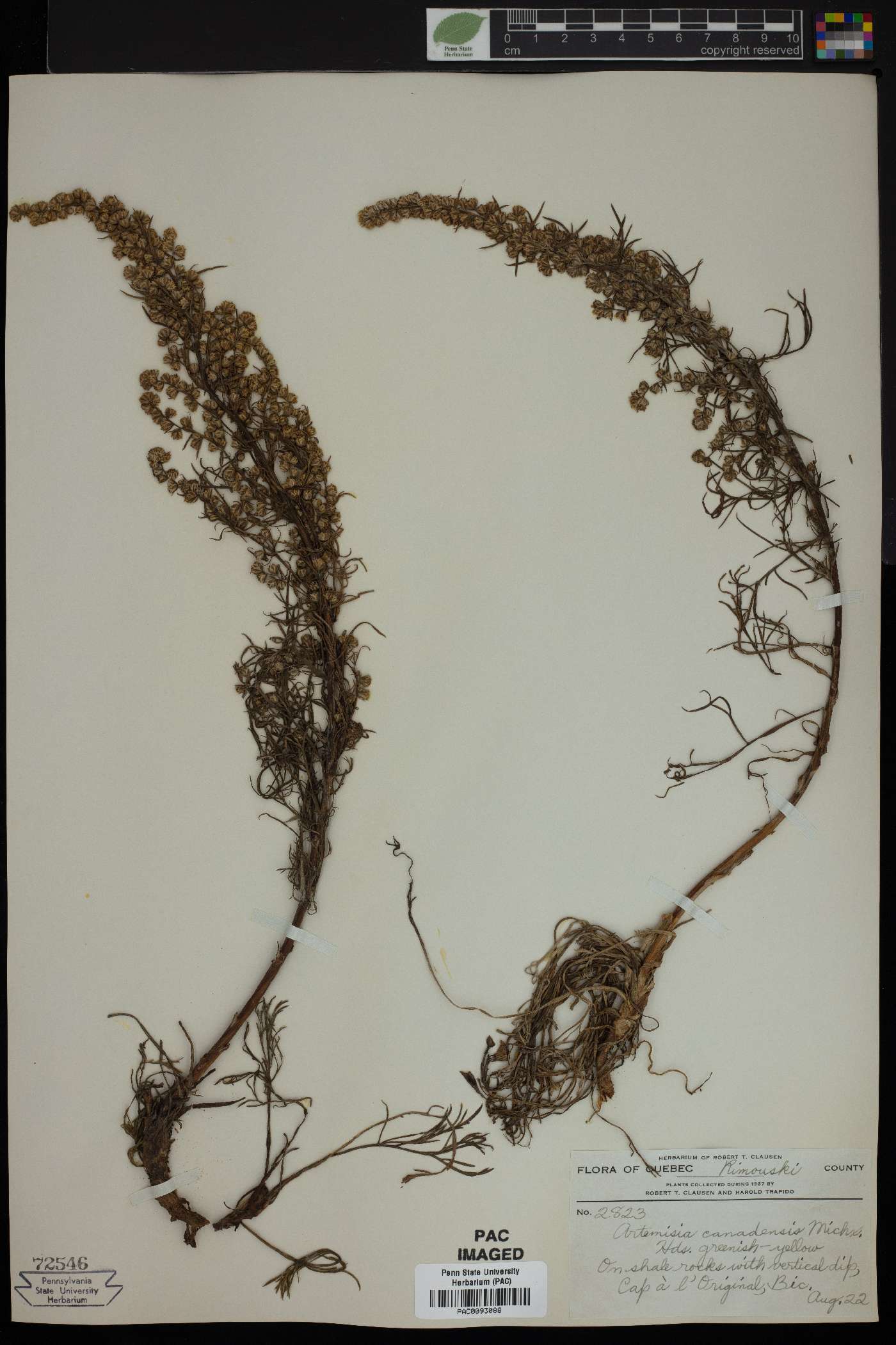 Artemisia canadensis image