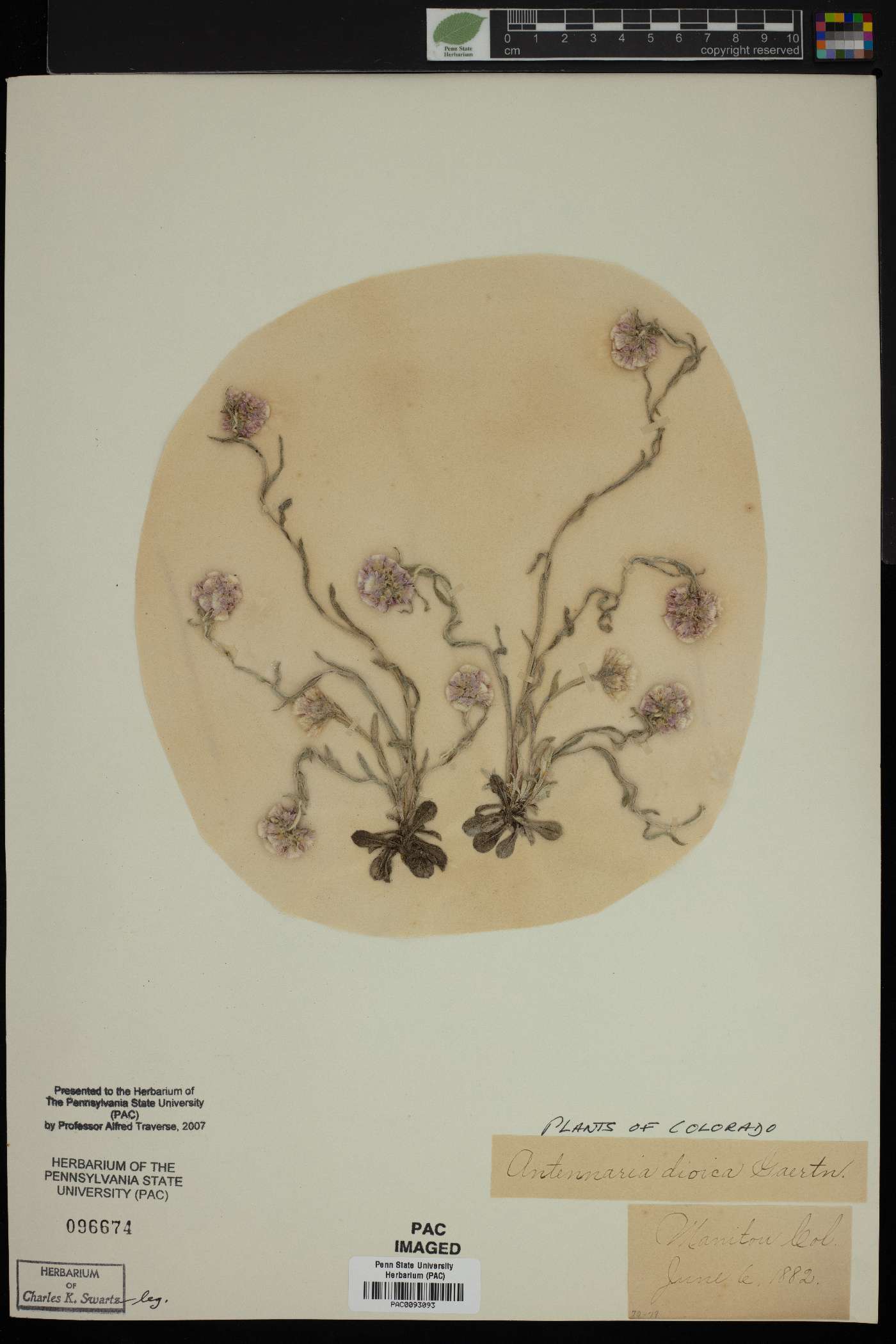 Antennaria dioica image