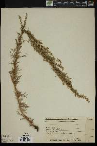 Artemisia campestris image