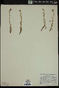 Artemisia pattersoni image