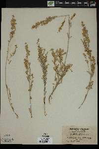 Artemisia tridentata image