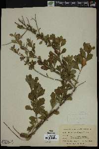 Baccharis glomeruliflora image