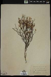 Baccharis angustifolia image