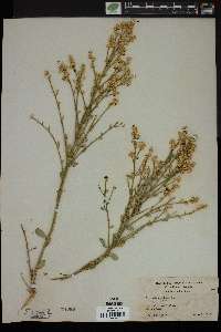 Baccharis sergiloides image