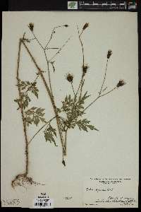 Bidens bipinnata image