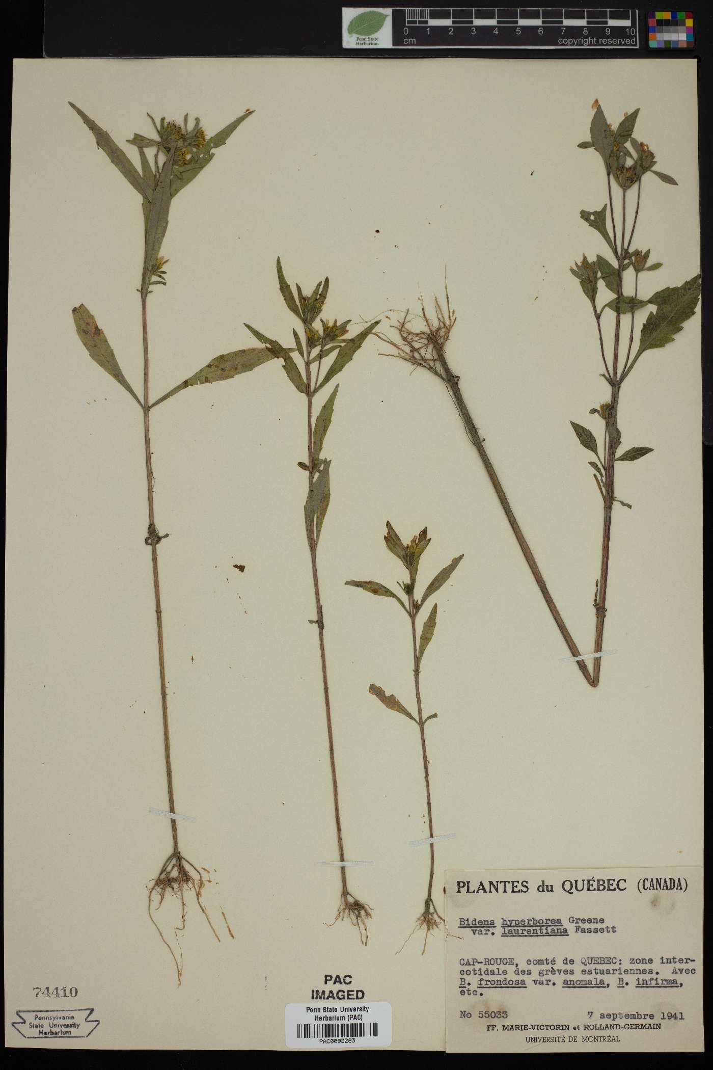 Bidens hyperborea var. laurentiana image