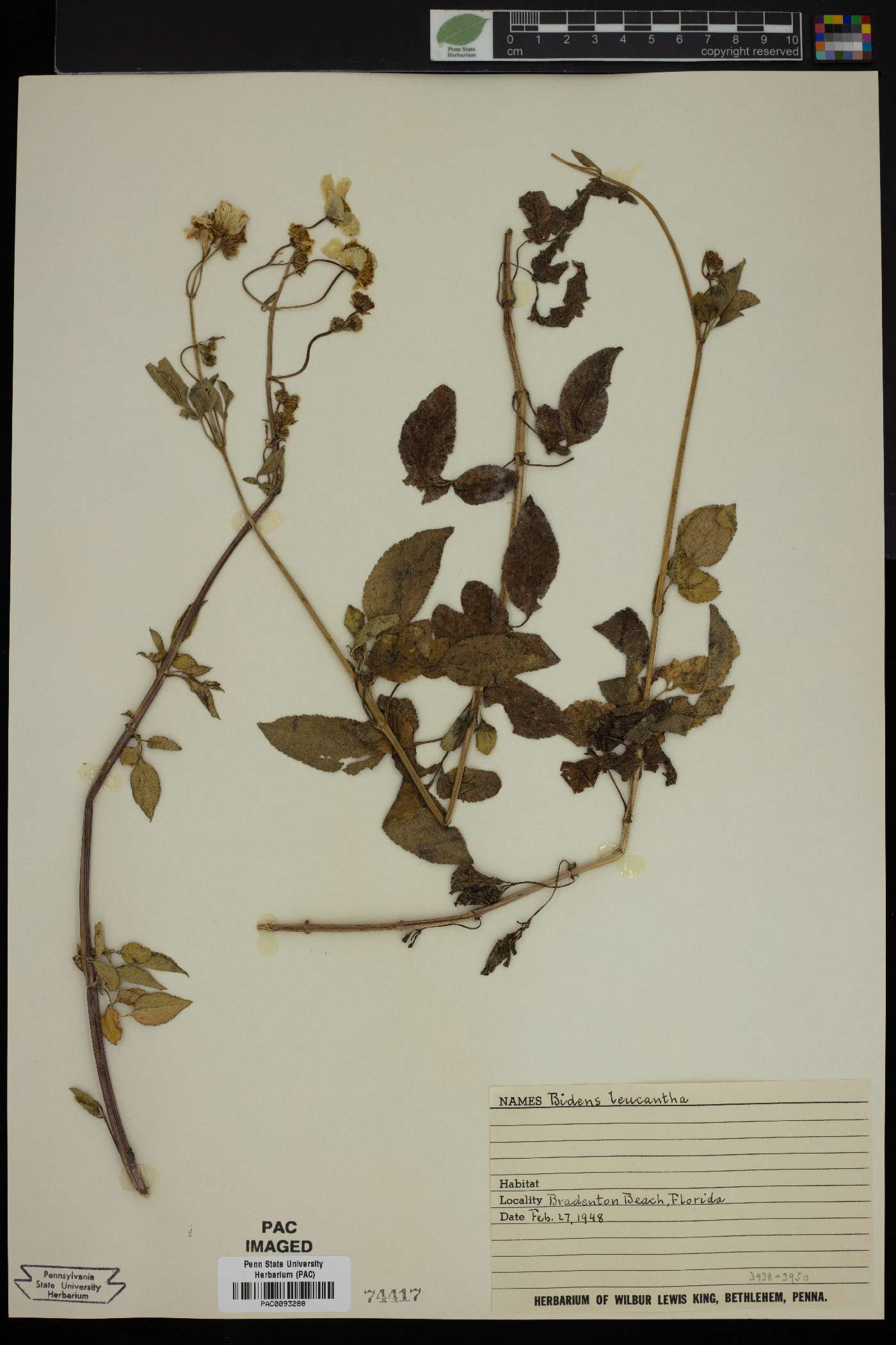 Bidens leucantha image