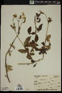 Bidens leucantha image