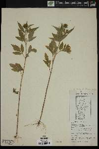 Bidens vulgata image