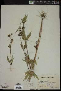 Bidens vulgata image