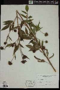 Bidens vulgata image