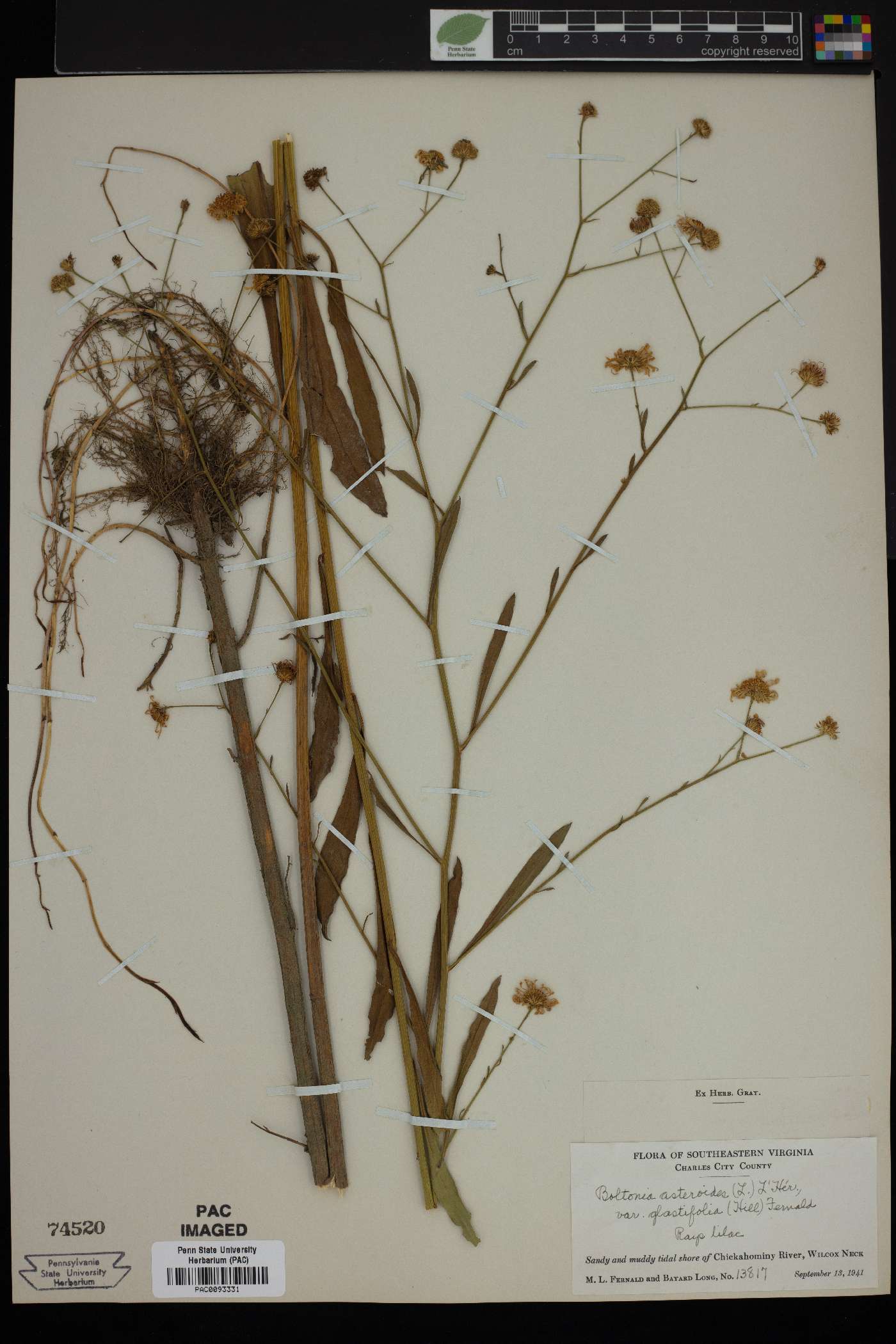 Boltonia asteroides var. glastifolia image