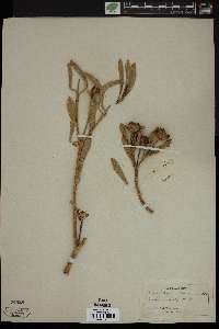 Borrichia arborescens image