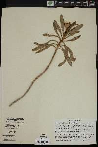 Borrichia arborescens image