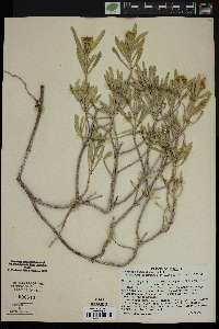 Borrichia frutescens image