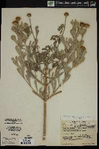 Borrichia frutescens image