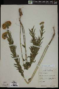 Brickellia eupatorioides image