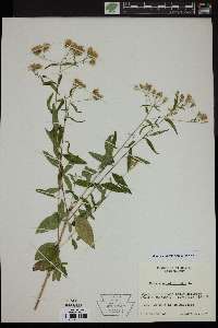 Brickellia eupatorioides image