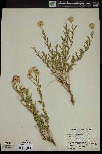 Brickellia oblongifolia image