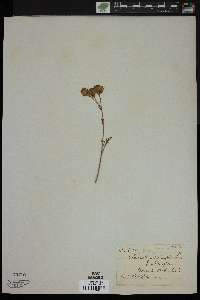 Chaenactis achilleifolia image
