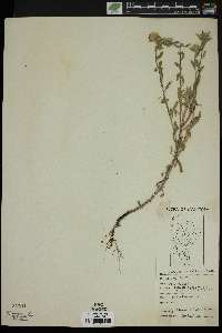 Chrysopsis ballardii image