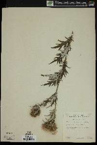 Cirsium discolor image