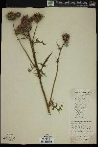 Cirsium muticum image