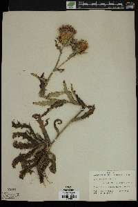 Cirsium smallii image