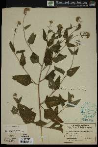 Eupatorium altissimum image