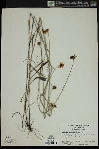 Coreopsis gladiata image