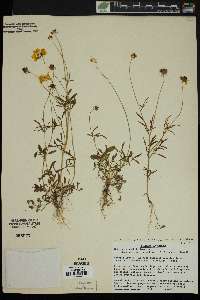 Coreopsis basalis image