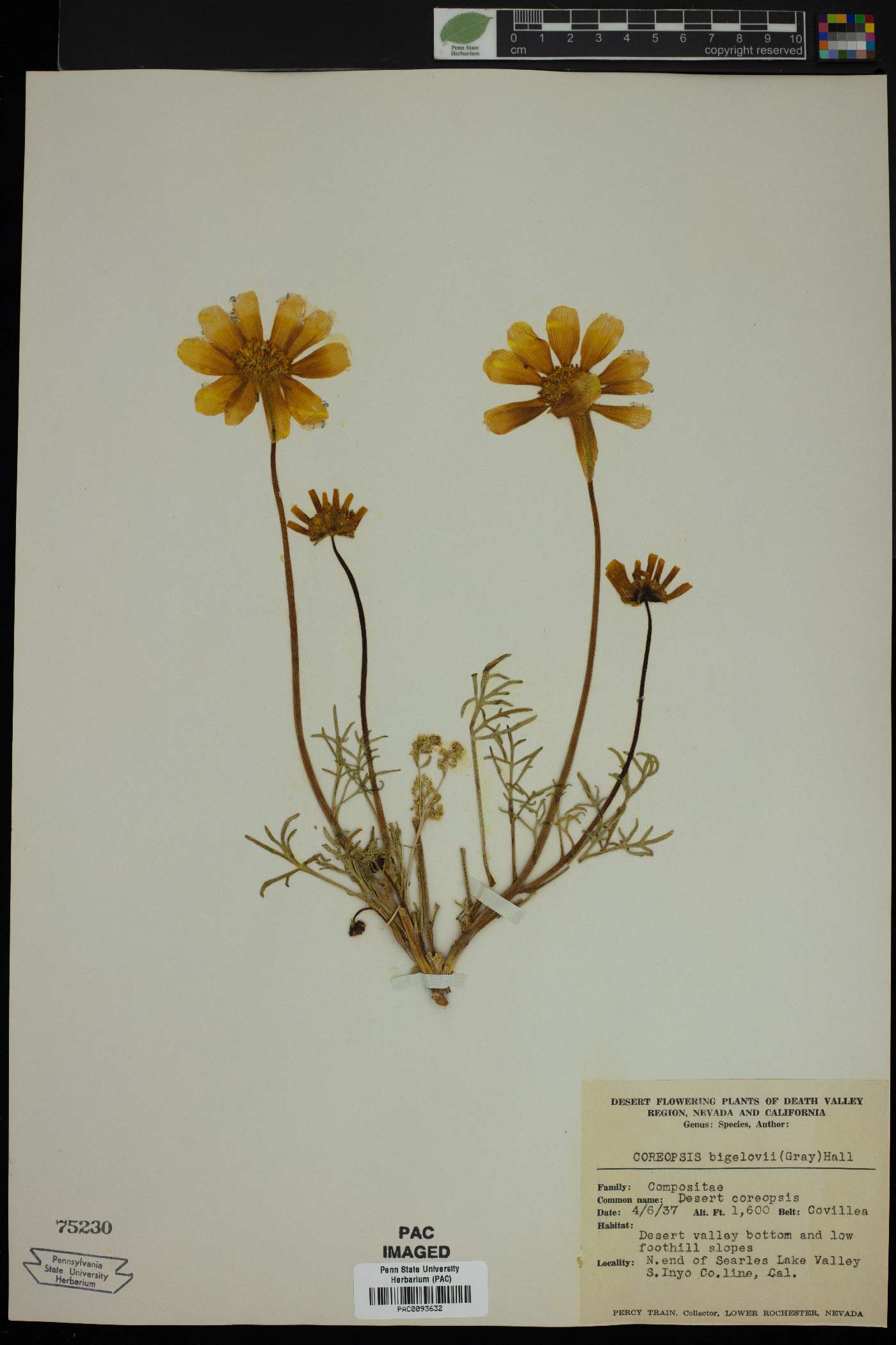 Coreopsis bigelovii image